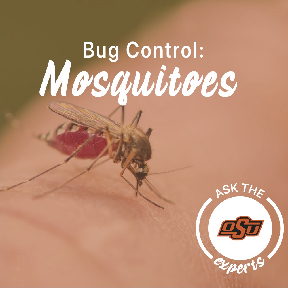 bug control: mosquitos