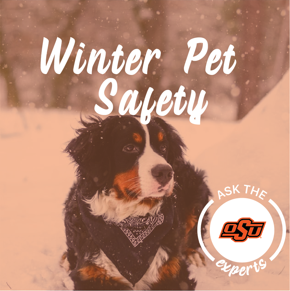 winter safety for pets